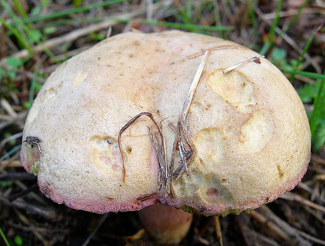 Una specie critica :  Xerocomus erubescens